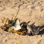 Turtles hatching at Disney’s Vero Beach Resort