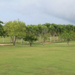 SIEMBRA DE ARBOLES NATIVOS Y PALMAS REALES EN LA ENTRADA