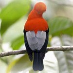 aves-gallo