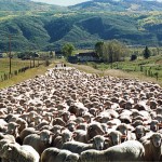 LAMB JAM