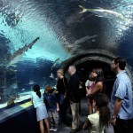 VIAJES NJ STATE ACUARIO