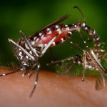 foto-mosquitos-provocan-el-virus-del-sika