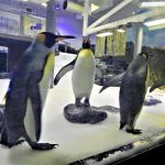Australia Sea Life Aquarium King penguins nuevo