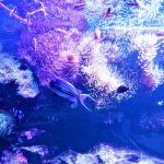 Australia Sydney SEA Life Aquarium sea anemone & tropical fish