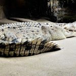 Australia Sydney Wild Life Zoo Rocky the Croc
