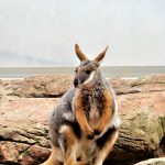Australia Sydney Wild Life Zoo wallaby