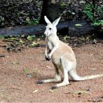 Australia Townsville Billabong Sanctuary kangaroo