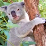Australia Townsville Maluka the Koala Bear nuevo