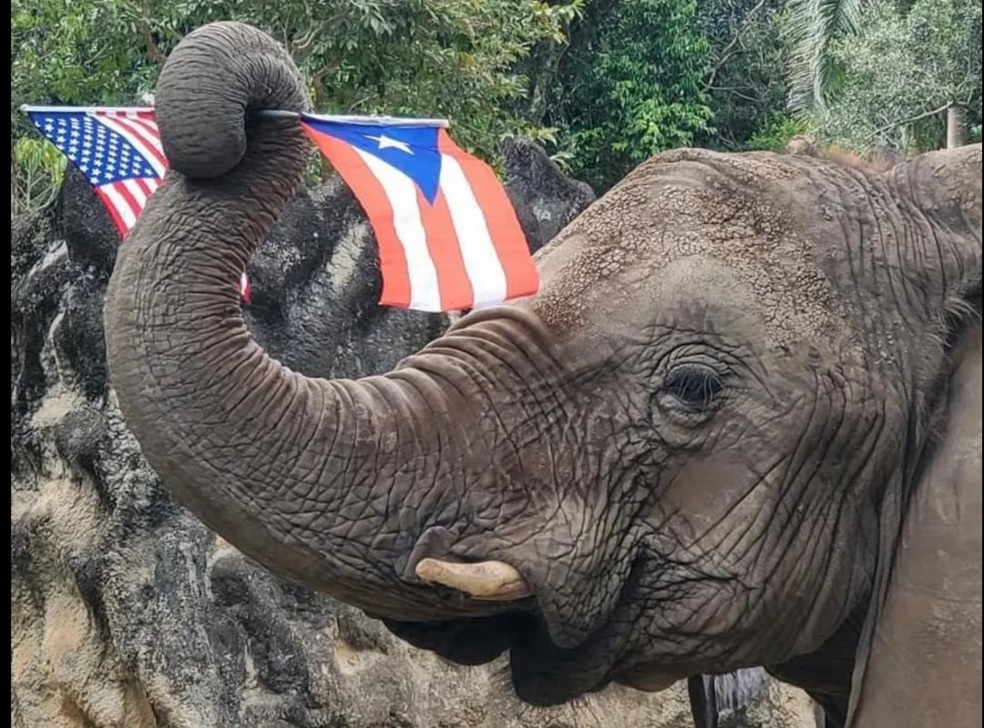 LA ELEFANTE MUNDI CELEBRA SUS 39 AÑOS DE VIDA JUNTO A SU FUNDACIÓN